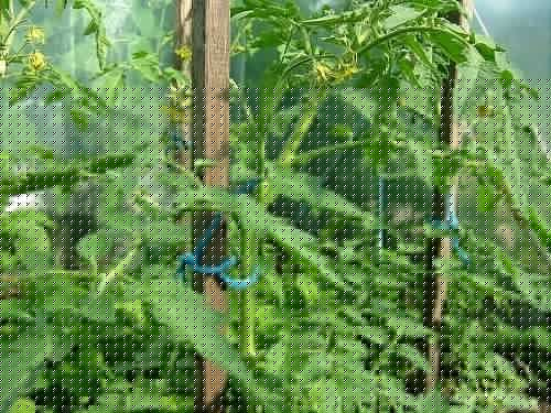 Sznurek HEROS 1000/2000